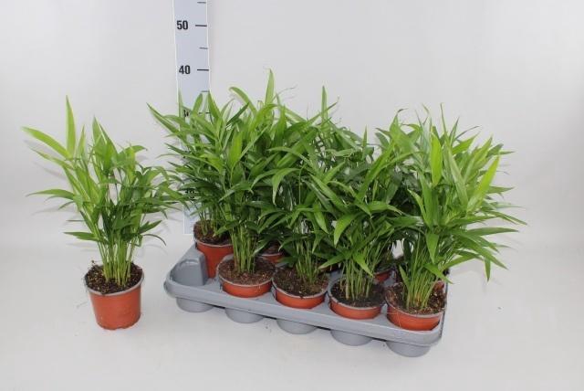 arr8 Chamaed Cataractarum