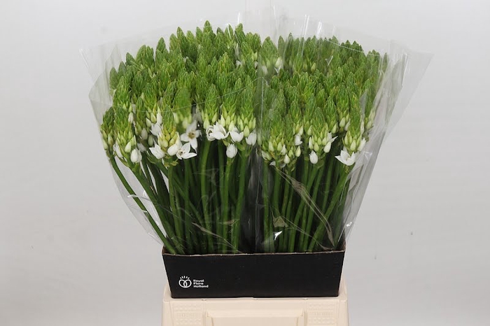 <h4>Ornithogalum Thyrsoides</h4>