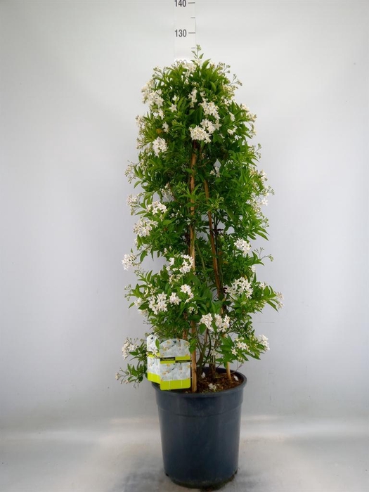 <h4>Solanum jasminoides</h4>