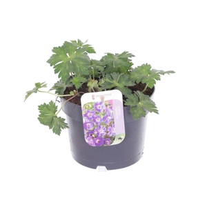 Geranium Rozanne