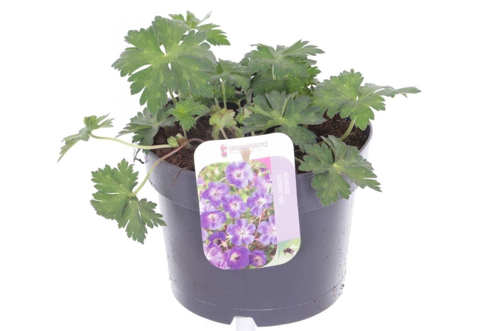 <h4>Geranium Rozanne</h4>