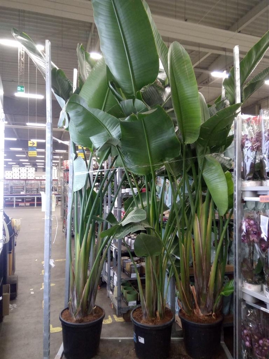 <h4>Strelitzia nicolai</h4>