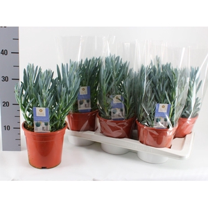 CURIO FIC MT EVEREST