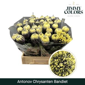 Chr G Antonov Bandiet