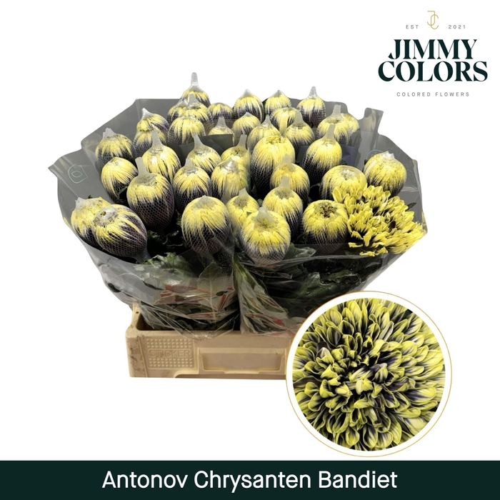 <h4>Chr G Antonov Bandiet</h4>