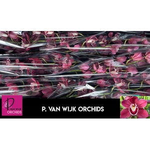 CYMB T AUSTRALIA RED