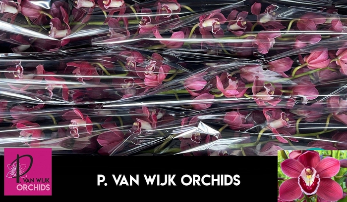 <h4>CYMB T AUSTRALIA RED</h4>