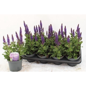 SALVIA NE MIDNIGH PU