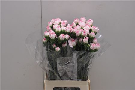 <h4>Di St Damascus Pastel</h4>