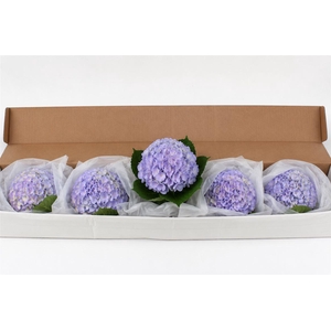 Hydr M Light Lavender In Box X12