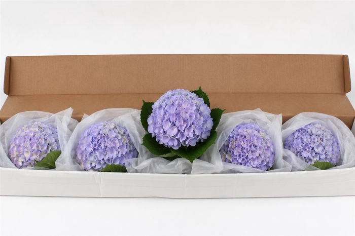 <h4>Hydr M Light Lavender In Box X12</h4>