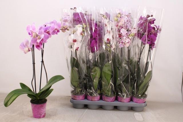 <h4>PHAL GEM 5 KL</h4>