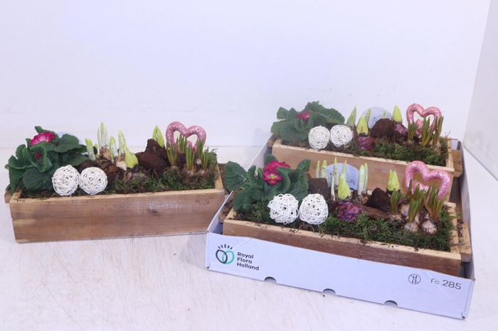 <h4>ARR TUINPLANTEN</h4>