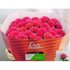 CELOSIA ARG. CR 'ROSE DELIGHT'