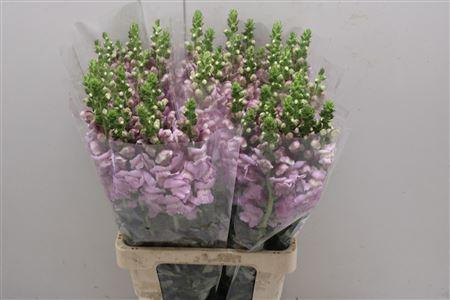 <h4>Antir Poto Lavend</h4>