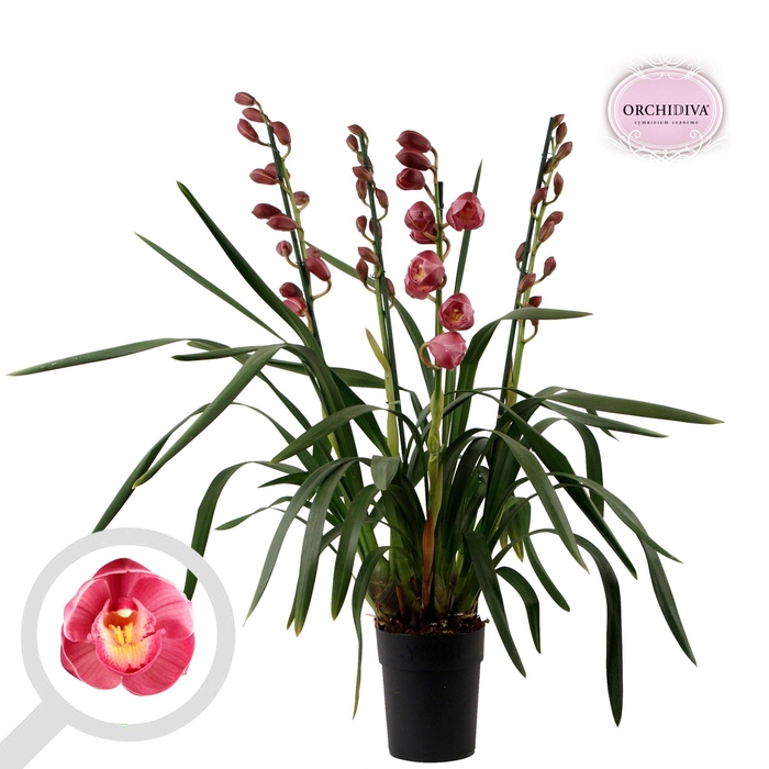 <h4>Cymbidium Chusanne 3-4 tak</h4>