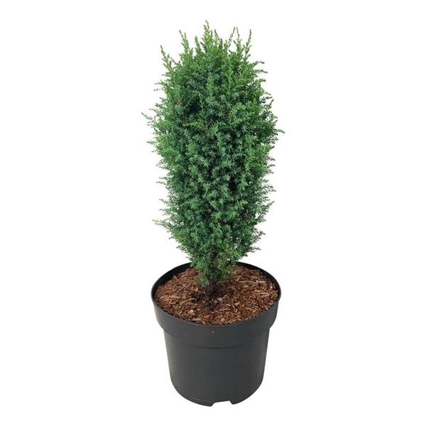 <h4>Juniperus comm. 'Compressa'</h4>