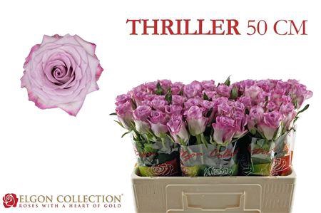 <h4>R GR THRILLER</h4>