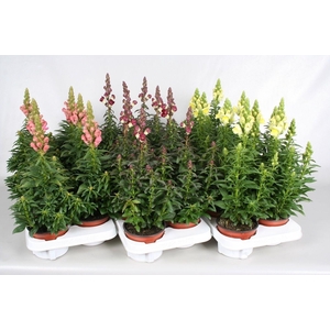 Antirrhinum mix