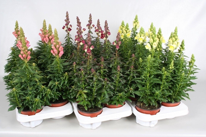 <h4>Antirrhinum mix</h4>
