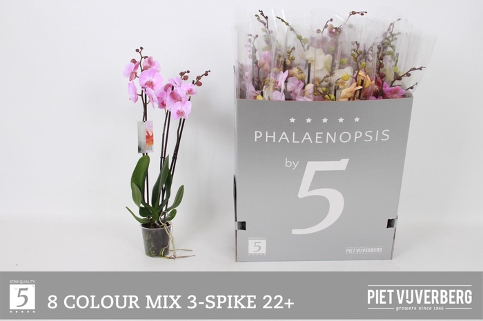 <h4>PHAL GEM 8 KL</h4>