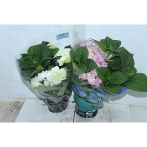 HORTENSIA P15