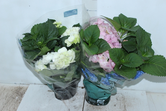 <h4>HORTENSIA P15</h4>