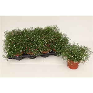 Gypshopila Muralis Duo