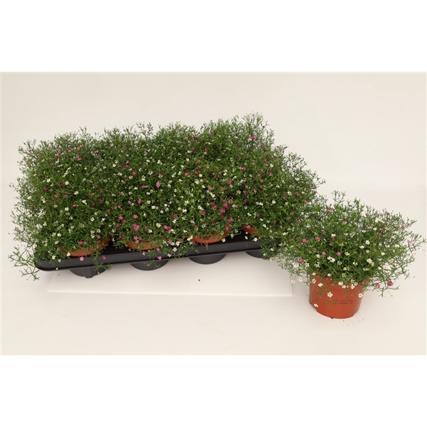 <h4>Gypshopila Muralis Duo</h4>