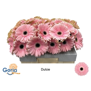 GE GR DULCIE