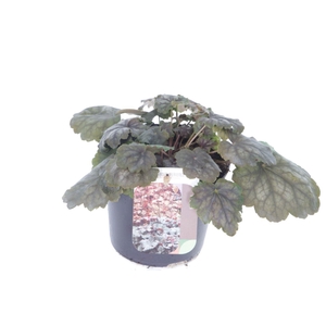 Heuchera amer. Marvelous Marble