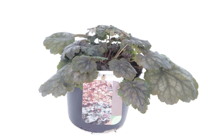 <h4>Heuchera amer. Marvelous Marble</h4>