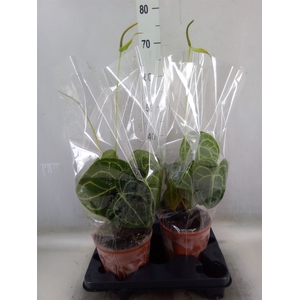 Anthurium clarinervium