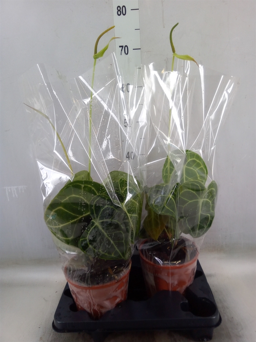 <h4>Anthurium clarinervium</h4>