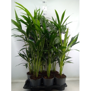 Howea forsteriana