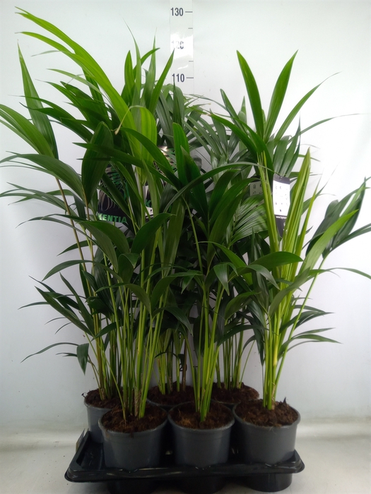 <h4>Howea forsteriana</h4>