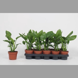 STRELITZIA REGIN BL