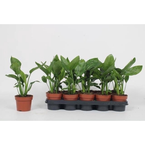 STRELITZIA REGIN BL