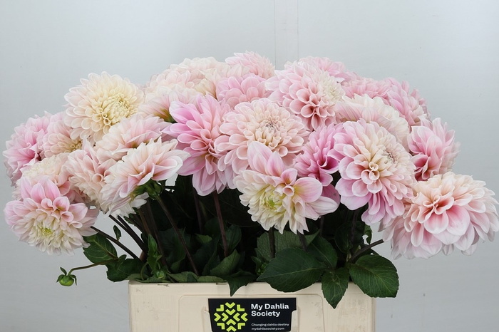 <h4>Dahlia Sweet Nathalie</h4>