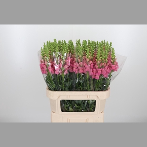 Antirrhinum Po Pink