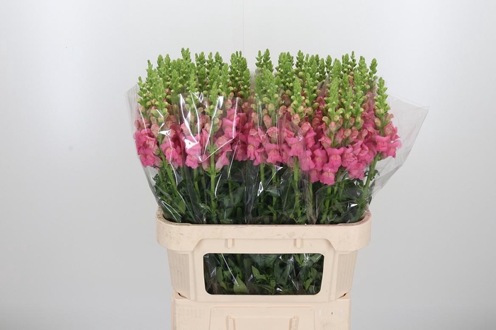 <h4>Antirrhinum Po Pink</h4>