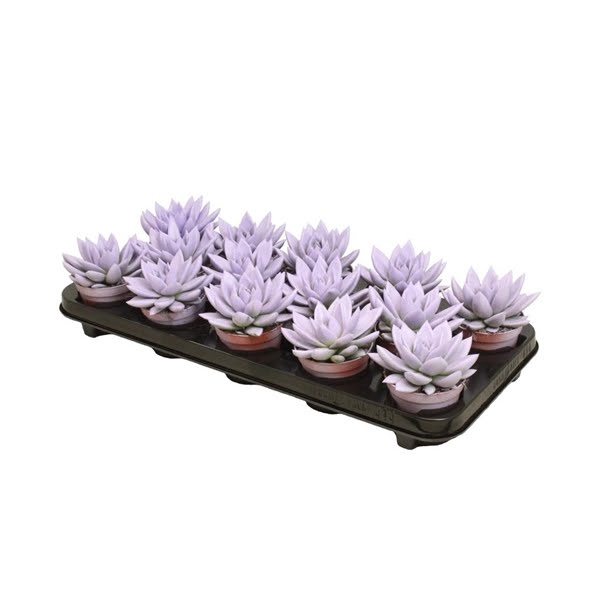 <h4>Echeveria coloured pastel purple</h4>