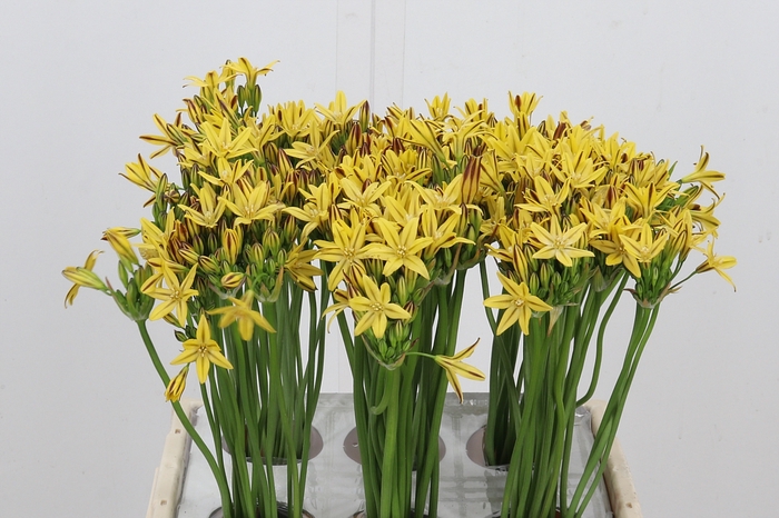 <h4>Triteleia Overig</h4>