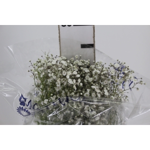 GYPSOPHILA IMPORTADA