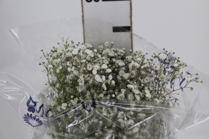 <h4>GYPSOPHILA IMPORTADA</h4>