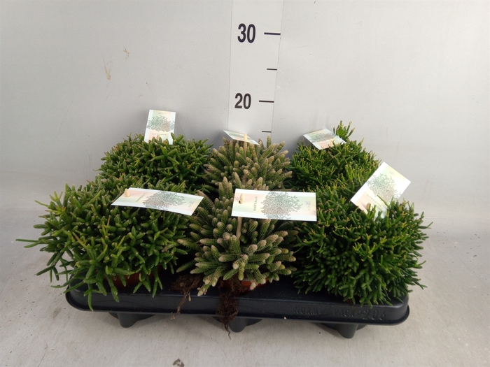 <h4>Rhipsalis   ...mix</h4>