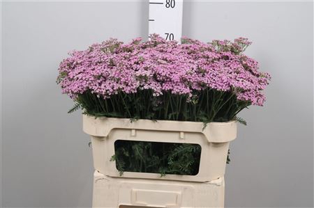 Achil M Lilac Beauty