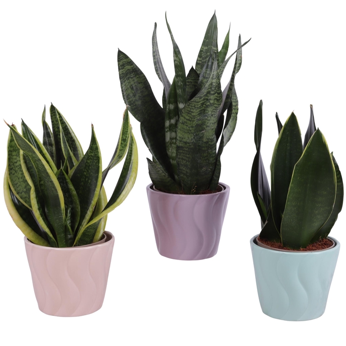 <h4>Sansevieria mix Ø12cm in Ø14cm Ceramic SE662</h4>