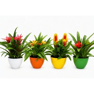 Coupe Borabora gemengd 1