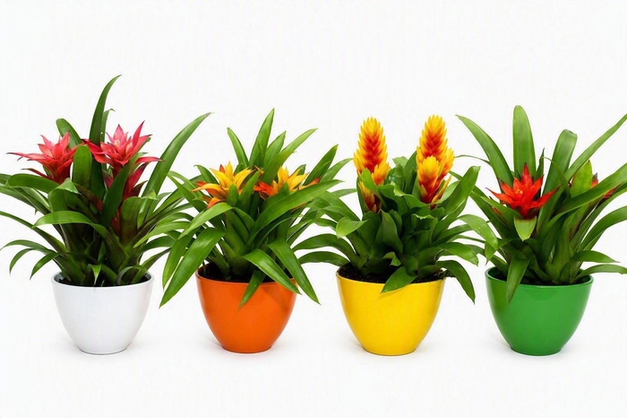 <h4>Coupe Borabora gemengd 1</h4>